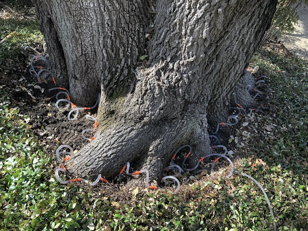 Detailed Tree Cabling and Bracing job site in Melvin